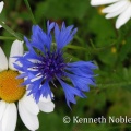 cornflower (Centauria cyanus) Kenneth Noble